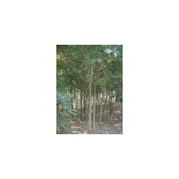 批發(fā)無患子1公分/大量無患子小苗1-2公分批發(fā)