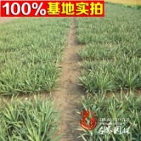 批發(fā)劍麻 劍麻苗 【絲蘭】