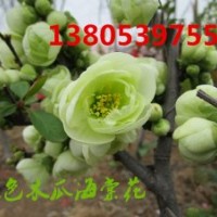 供應(yīng)變色木瓜花