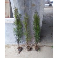 營養(yǎng)缽側(cè)柏