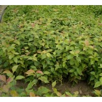 水榆花楸苗，水榆花楸苗基地，沃美水榆花楸苗，水榆花楸價格