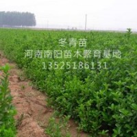河南南陽(yáng)冬青苗供應(yīng)