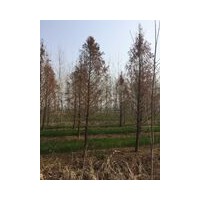 中山杉產(chǎn)地 中山杉苗木