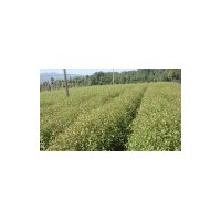 批發(fā)杜英、供應(yīng)一年杜英小苗、兩年杜英培育基地|優(yōu)質(zhì)綠化小苗