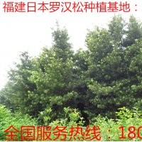 4公分羅漢松 供應4公分羅漢松 4公分羅漢松供應 4公分羅漢松價格