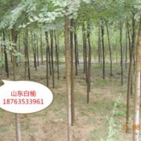 山東榆樹 金葉榆 金葉垂榆 圓冠榆價格