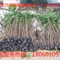 供應(yīng)天竺桂小苗 天竺桂種苗 福建天竺桂小苗供應(yīng) 寧德天竺桂小苗