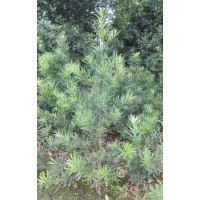 大量供應羅漢松小苗（高50公分3元起）