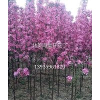 北美海棠，西府海棠，絢麗海棠