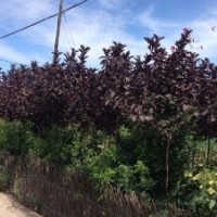 出售梧桐,紫葉李,丁香各種苗木