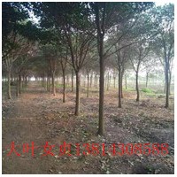 大豐高桿女貞東臺高桿女貞鹽城高桿女貞