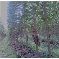 周口太康縣錦旗楸樹苗圃出售1-25公分楸樹