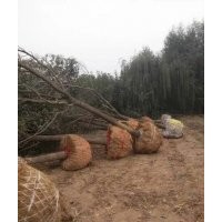 供應(yīng)5公分毛白楊