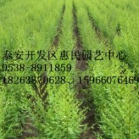 山東泰安榆樹苗批發(fā)價格