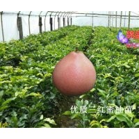 紅肉蜜柚的根系生長規(guī)律