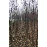 池杉，水杉，落羽杉，櫸樹，烏桕，樸樹供應(yīng)