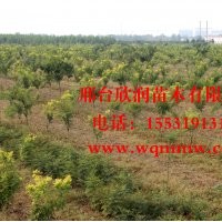 金枝槐胸徑 6公分