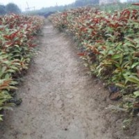 供應(yīng)紅繼木、毛杜鵑、紅背桂等綠化苗