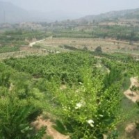 重慶雙季槐價(jià)格