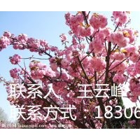 臨沂紅葉櫻花基地、低價銷售紅葉櫻花苗