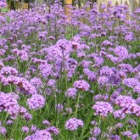 青州馬鞭草價(jià)格