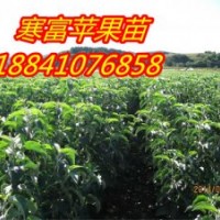 光輝海棠苗（河北光輝海棠苗）