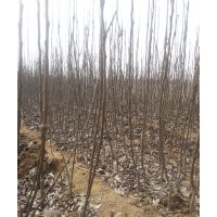 出售優(yōu)質(zhì)秋月梨樹苗