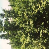 低價出售實生銀杏樹6-20公分 9萬株 限云貴兩地