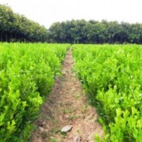 大葉黃楊苗價(jià)格|10-20-30公分高大葉黃楊苗價(jià)格