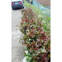 出售35以上紅葉石楠小杯苗