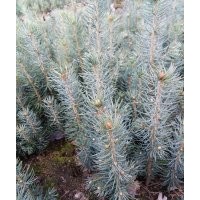 供應純種美國藍杉20-40公分