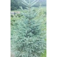 供應1.5米云杉純青扦， 1.5米樟子松，