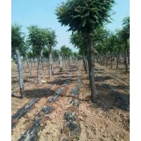 綠化苗木國槐3——20公分，大國槐,白皮松1,2,3,4,5米，,側(cè)柏，雪