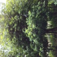 江西九江永修長(zhǎng)期供應(yīng)楊梅樹(shù)