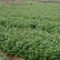 廣西融水今年自產(chǎn)20-30厘米良種杉木苗400萬株
