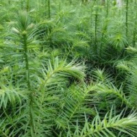 廣西融水供應今年自產(chǎn)40-50公分速生杉樹苗100萬株