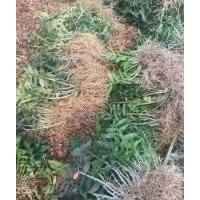 浙江紅桿軟腳鐵皮石斛種苗