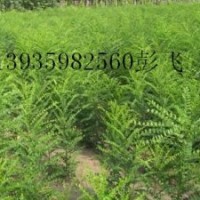供應(yīng)國槐苗*刺槐苗*雙季槐米苗*紫穗槐苗*杏花槐苗