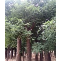 國槐供應(yīng)、皂角、垂柳、柳樹