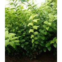大量供應(yīng)工程苗木金葉女貞50公分以上,小葉黃楊50公分以上,大葉黃