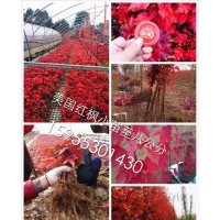 美國紅楓：秋火焰丶紅點、紅冠丶十月光輝