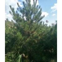 供應(yīng)油松，一米至十米油松