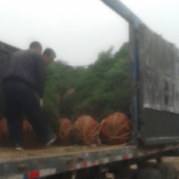 低價(jià)供應(yīng)：蜀檜，北京檜，河南檜，塔檜，望都檜