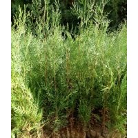 低價供應：營養(yǎng)杯側柏苗，側柏，柏樹