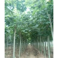 大量出售出售12公分青桐，13公分青桐