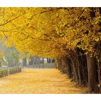 三公分銀杏小苗綠化植被供應(yīng)