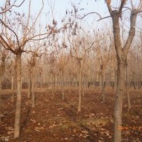 18公分欒樹價(jià)格