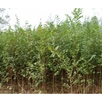 大量供應(yīng)榆樹(shù)苗