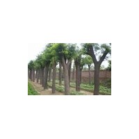 國(guó)槐 國(guó)槐價(jià)格