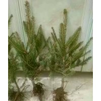 供應云杉小苗，2一2，2一3，量大